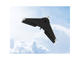 Дронове Parrot Disco FPV