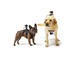 GoPro аксесоари GoPro Fetch (Dog Harness)